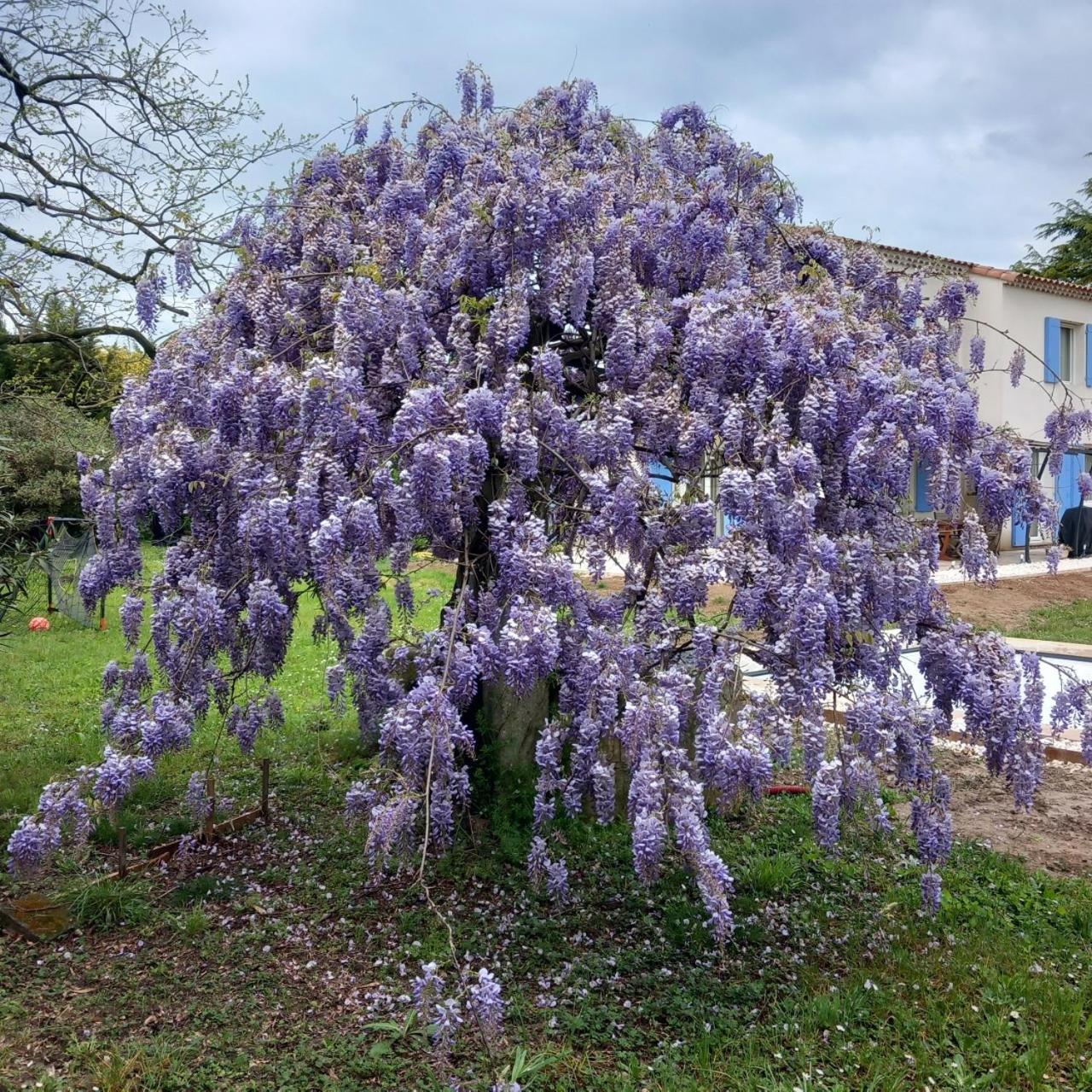 Le Petit Mas Des Alpilles En Provence Villa Saint-Étienne-du-Grès Dış mekan fotoğraf